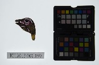 皮影戲偶頭-雜藏品圖，第1張