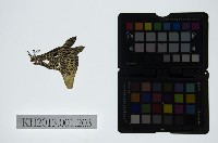 皮影戲偶頭-雜藏品圖，第1張