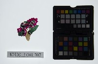 皮影戲偶頭-雜藏品圖，第1張