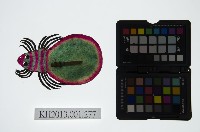 皮影戲動物偶藏品圖，第1張