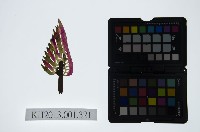 皮影戲道具-孔明扇藏品圖，第1張