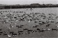 養鴨藏品圖，第1張