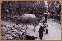 瑪家村人與牛藏品圖，第1張