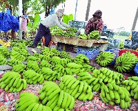 香蕉豐收的圖片