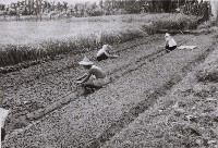 登錄號:KH2015.003.0036藏品圖，第1張