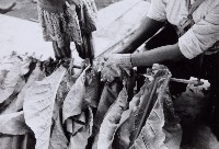 登錄號:KH2015.003.0055藏品圖，第1張