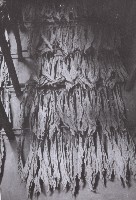 登錄號:KH2015.003.0056藏品圖，第1張