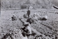 登錄號:KH2015.003.0133藏品圖，第1張