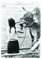 登錄號:KH2015.005.0180藏品圖，第1張