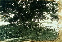 登錄號:KH2015.005.0335藏品圖，第1張