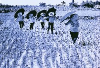 登錄號:KH2015.005.0403 之藏品的圖片