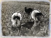 登錄號:KH2015.005.0419 之藏品的圖片