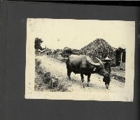 高雄縣美濃鎮吉洋國民小學相本一本（相本B）藏品圖，第29張