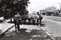 水牛群藏品圖，第1張