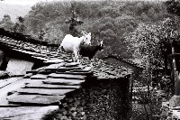 鄉間生活-10藏品圖，第1張