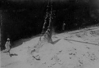 散裝肥料卸至碼頭藏品圖，第1張