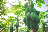 登錄號:KH2017.016.0001藏品圖，第1張