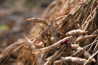 登錄號:KH2017.016.0003藏品圖，第1張