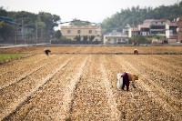 登錄號:KH2017.016.0013藏品圖，第1張