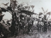 香蕉樹風景藏品圖，第1張