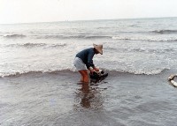 大林蒲早期海邊抓魚苗情景藏品圖，第1張