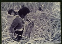蔗田收成-1藏品圖，第1張