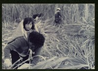 蔗田收成-2藏品圖，第1張