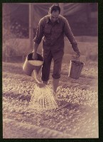 萬應公廟前的菜園-1藏品圖，第1張