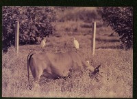 萬應公廟前的菜園-3藏品圖，第1張