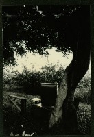 大林蒲-1藏品圖，第1張