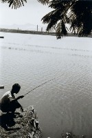 高雄蓮池潭畔的釣魚少年藏品圖，第1張