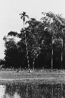 田邊的檳榔樹藏品圖，第1張