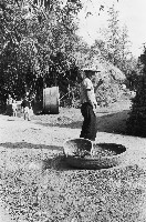 曬籃與農人藏品圖，第1張