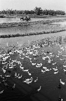 水塘養鴨藏品圖，第1張