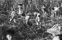 採收甘蔗的婦女與孩童藏品圖，第1張