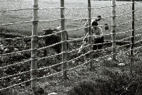 高雄鄉間農作景象-3藏品圖，第1張