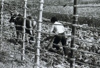 高雄鄉間農作景象-4藏品圖，第1張