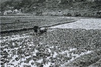 高雄鄉間農作景象-9藏品圖，第1張