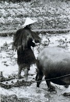 高雄鄉間農作景象-12藏品圖，第1張