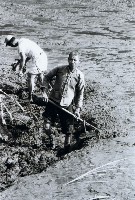 高雄鄉間農作景象-14藏品圖，第1張