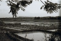 高雄鄉間農作景象-17藏品圖，第1張