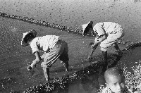 高雄鄉間農作景象-21藏品圖，第1張