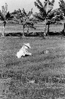 高雄鄉間農作景象-22藏品圖，第1張