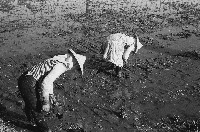 高雄鄉間農作景象-23藏品圖，第1張