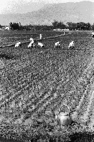 高雄鄉間農作景象-27藏品圖，第1張