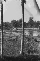 高雄鄉間農作景象-32藏品圖，第1張