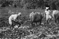 高雄鄉間農作景象-33藏品圖，第1張