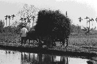 高雄鄉間農作景象-35藏品圖，第1張