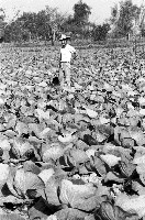 高雄鄉間農作景象-36藏品圖，第1張