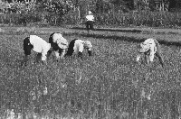 高雄鄉間農作景象-39藏品圖，第1張